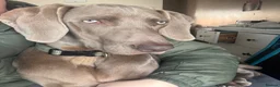 Weimaraner dogs for sale: Weimaraner looking for his forever home in Manchester - Advert 2