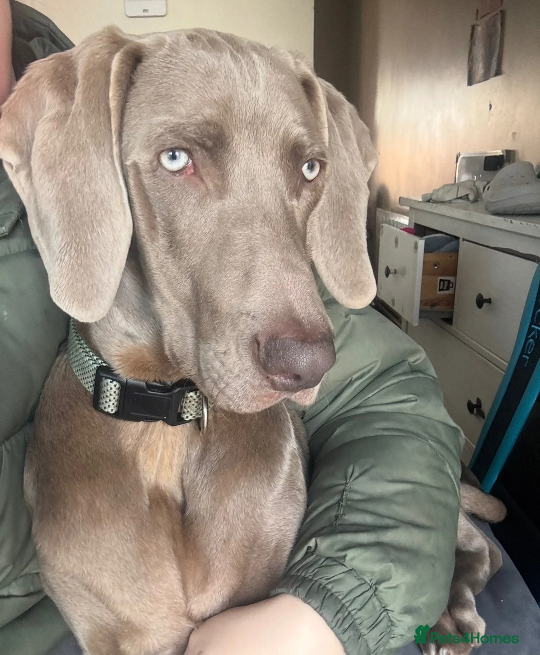 Weimaraner dogs for sale: Weimaraner looking for his forever home in Manchester - Advert 2