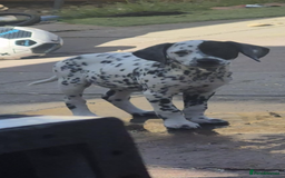 Mixed Breed dogs for sale: Dalmatian x Lab pup - Image 1