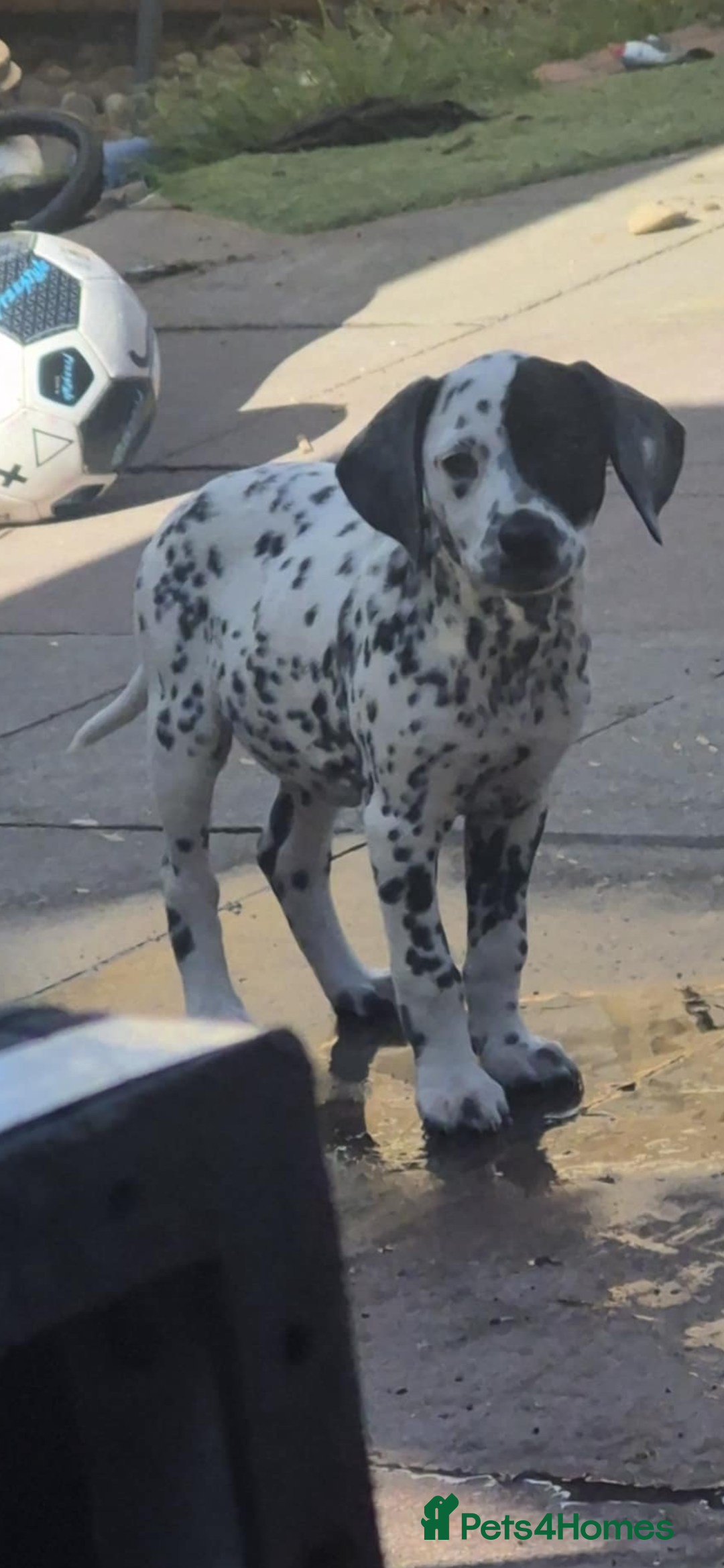 Mixed Breed dogs for sale: Dalmatian x Lab pup - Image 1