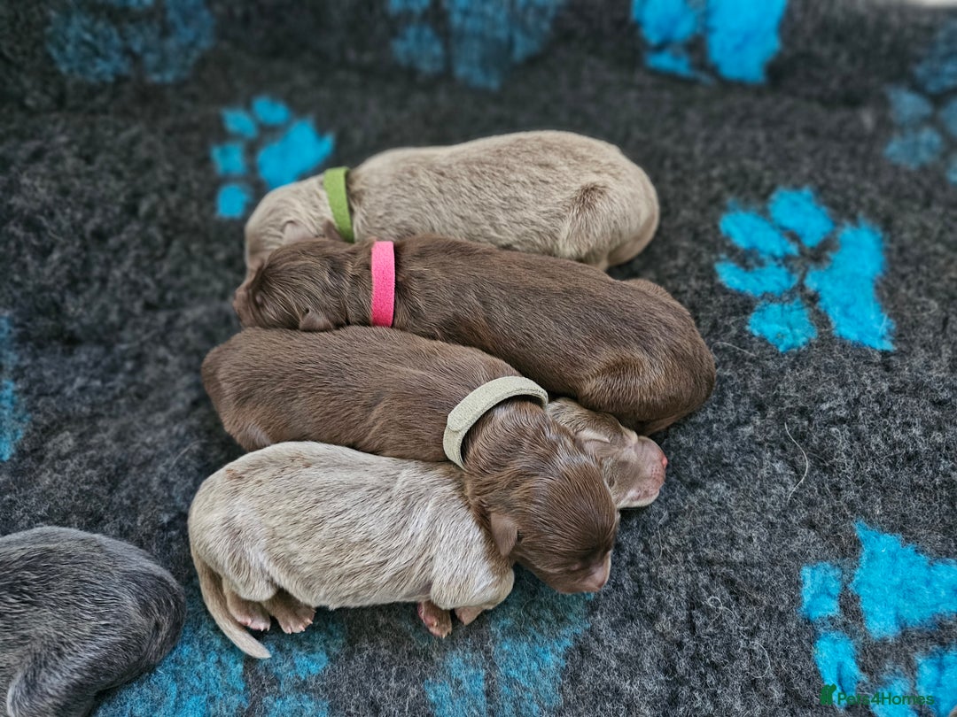 German Shepherd dogs for sale: 💠5 Beautiful healthy KC reg straight back GSP's💠 - Advert 4