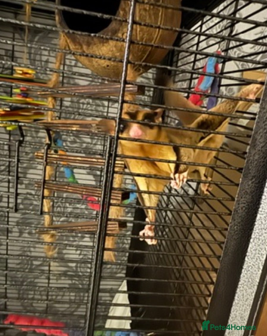 Sugar Glider rodents 3 male Sugar Gliders include cage and accessories  - Advert 3