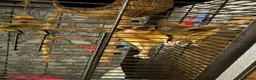 Sugar Glider rodents for sale: 3 male Sugar Gliders include cage and accessories  - Advert 1