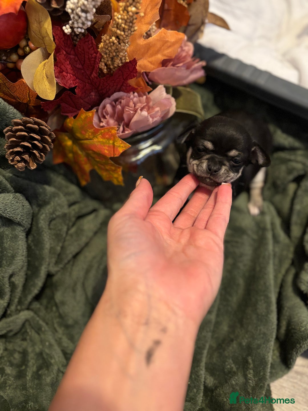 Chihuahua dogs for sale: Beautiful litter of chihuahua boys & girls  - Image 7