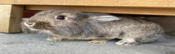 Lionhead rabbits for sale: Lion head bunny for REHOMING - Advert 2