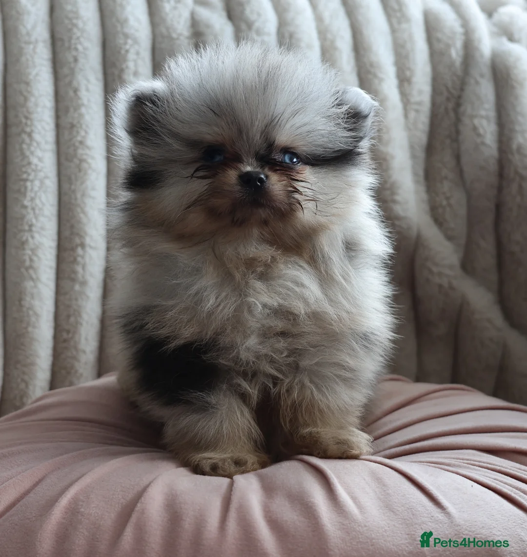 Pomeranian dogs for sale: Beautiful Russian line Pomeranians  - Advert 2