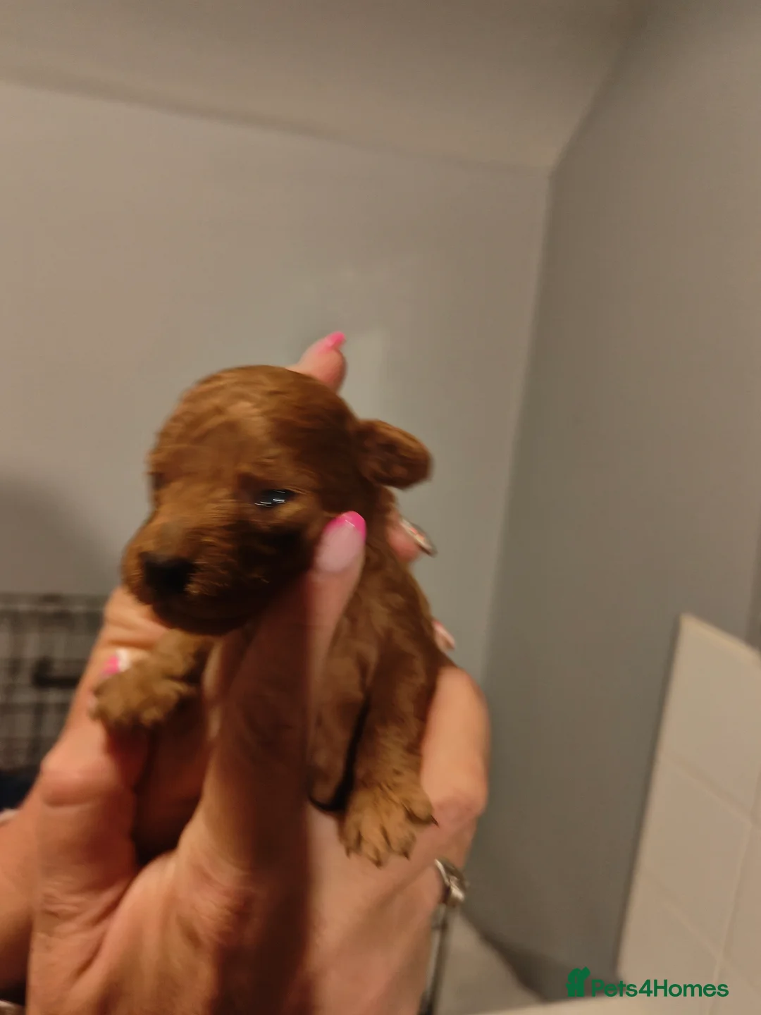 Miniature Poodle dogs for sale: 💥 Miniature poodle 💥 - Advert 8