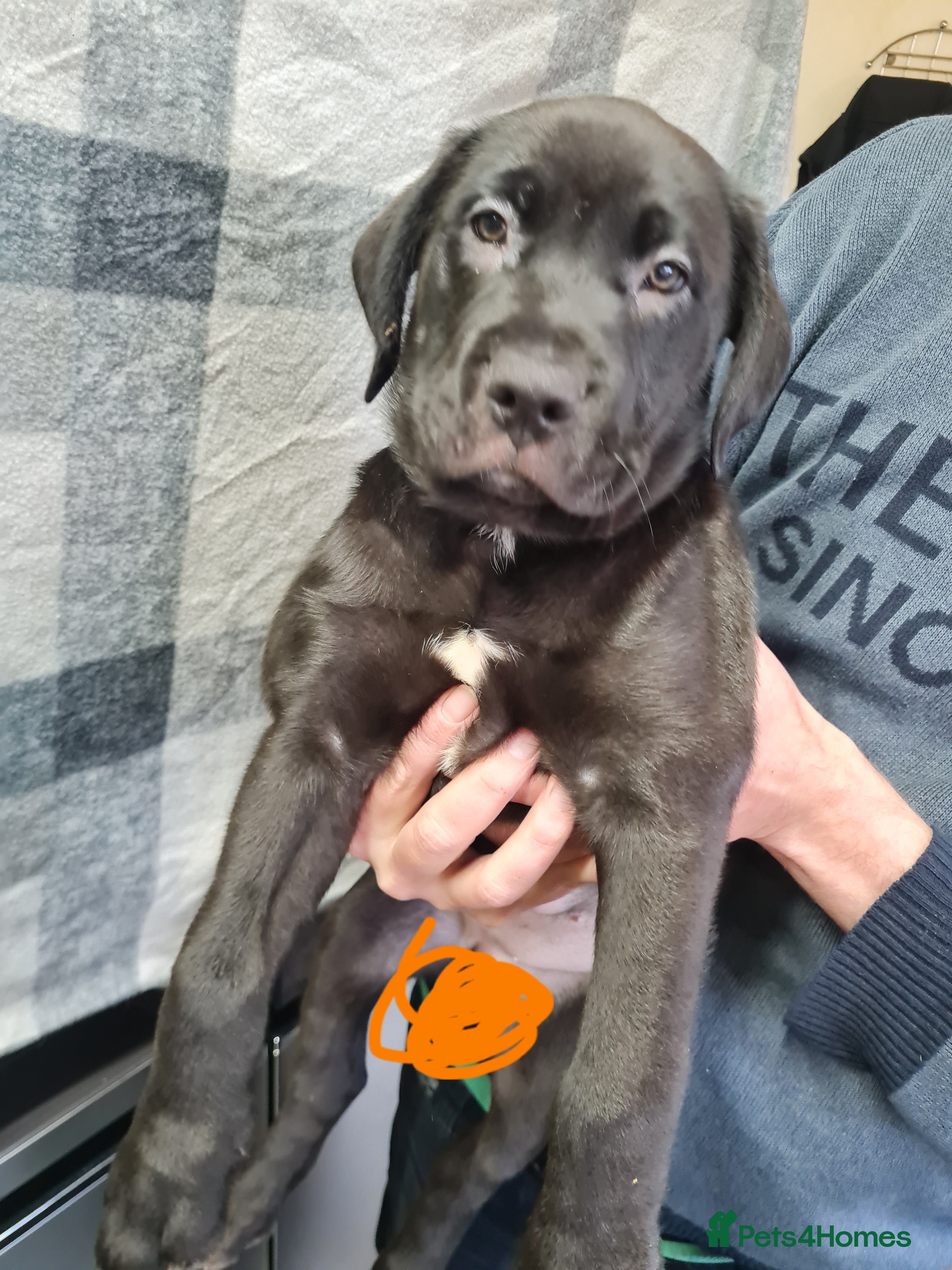 Mixed Breed dogs Presa x cane corso  - Advert 13