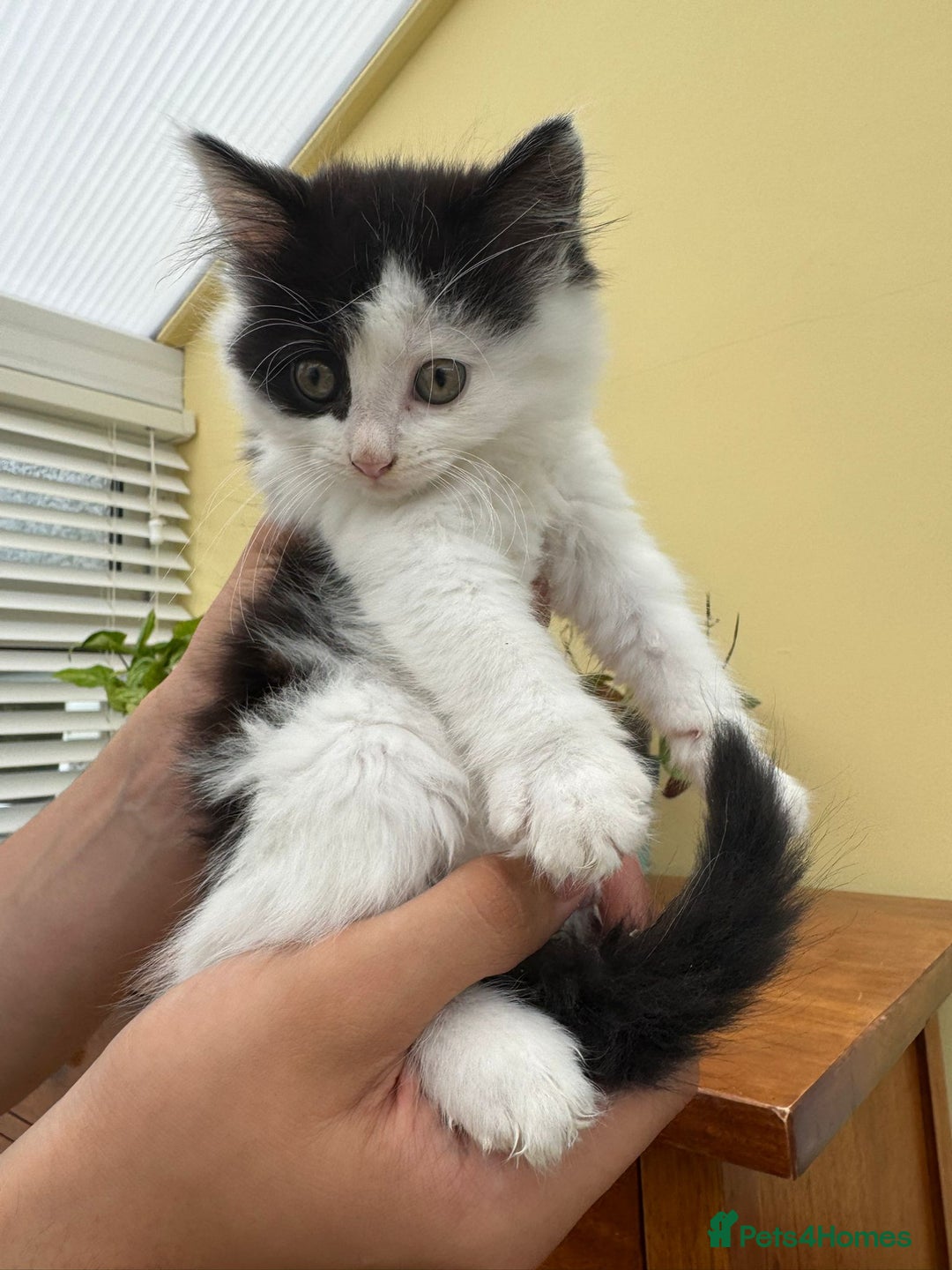 Maine Coon cats for sale: Maine coon xxx - Image 11