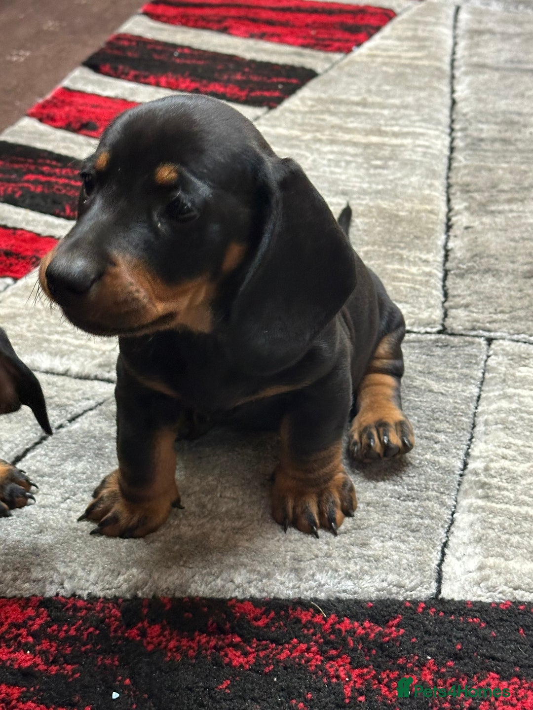 Dachshund dogs for sale: beautiful dachshunds puppies for sale  - Image 5
