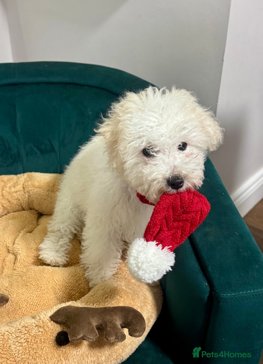 Maltipoo dogs for sale: 2 GORGEOUS FEMALE MALTIPOO PUPPIES - Advert 2