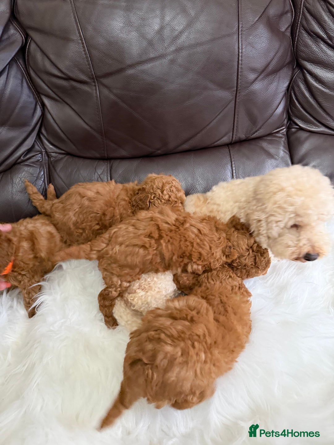 Toy Poodle dogs for sale: Gorgeous Fox Red Toy Poodle Females😍 - Image 12