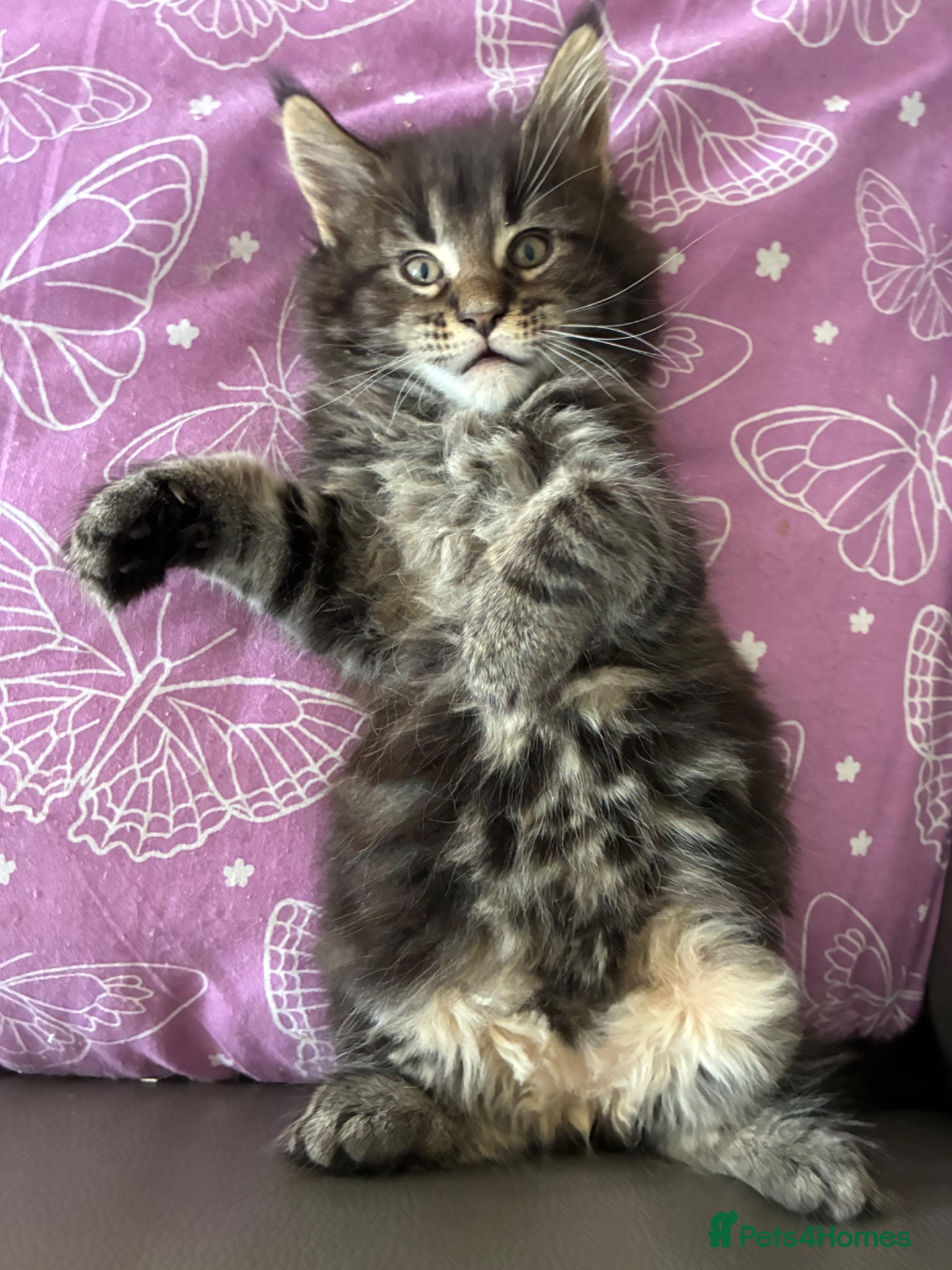 Maine Coon cats Maine coon kittens  - Advert 9