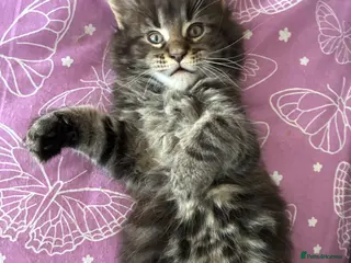 Maine Coon cats Maine coon kittens - Advert 9