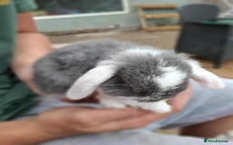 Mini Lop rabbits for sale: Mini lop bunnies  - Image 3