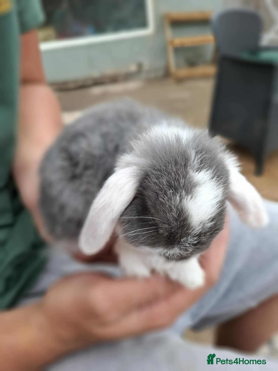 Mini Lop rabbits for sale: Mini lop bunnies  - Image 3