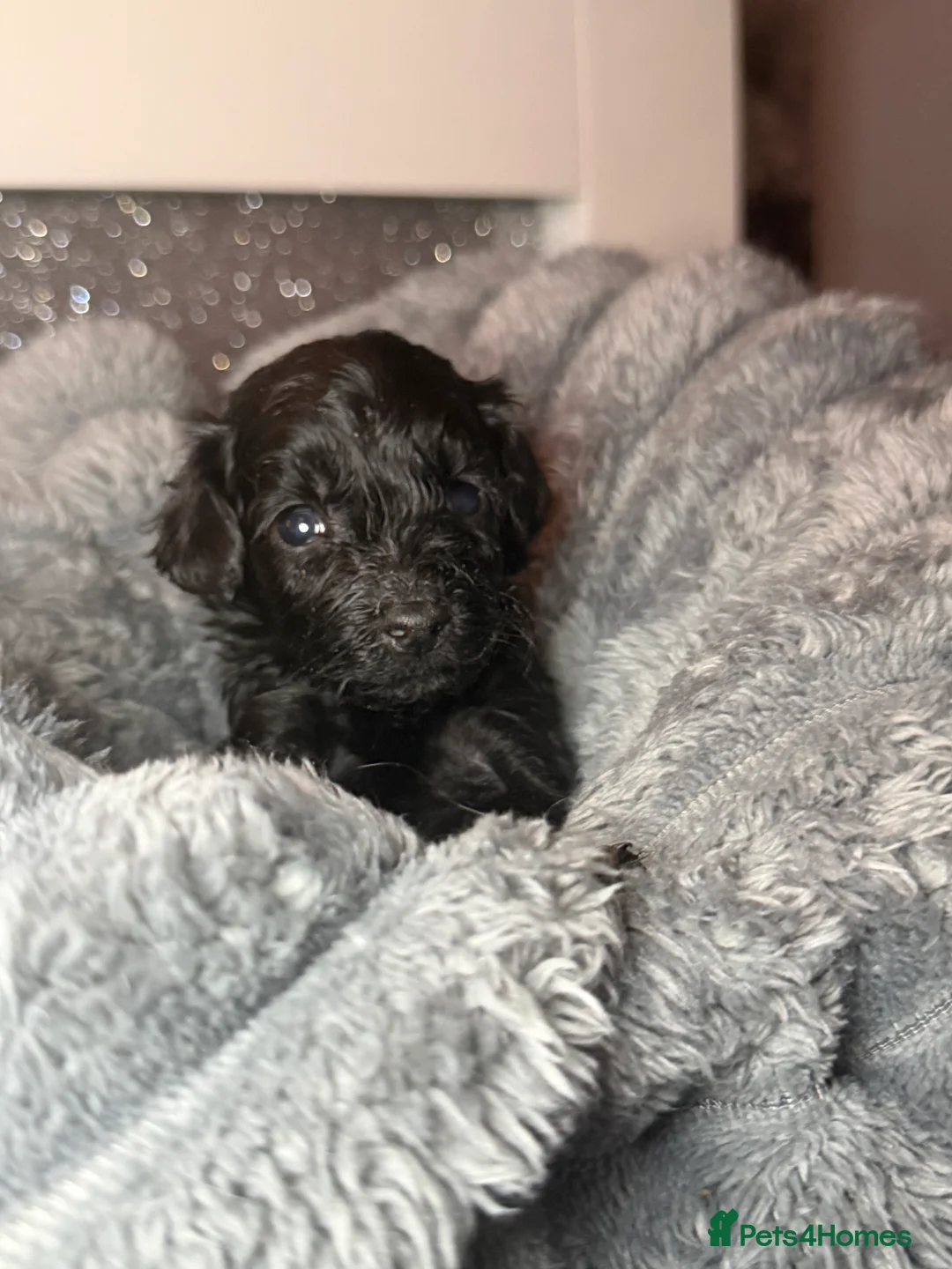 Cockapoo dogs for sale: Outstanding F3 cockapoo puppies  - Advert 2