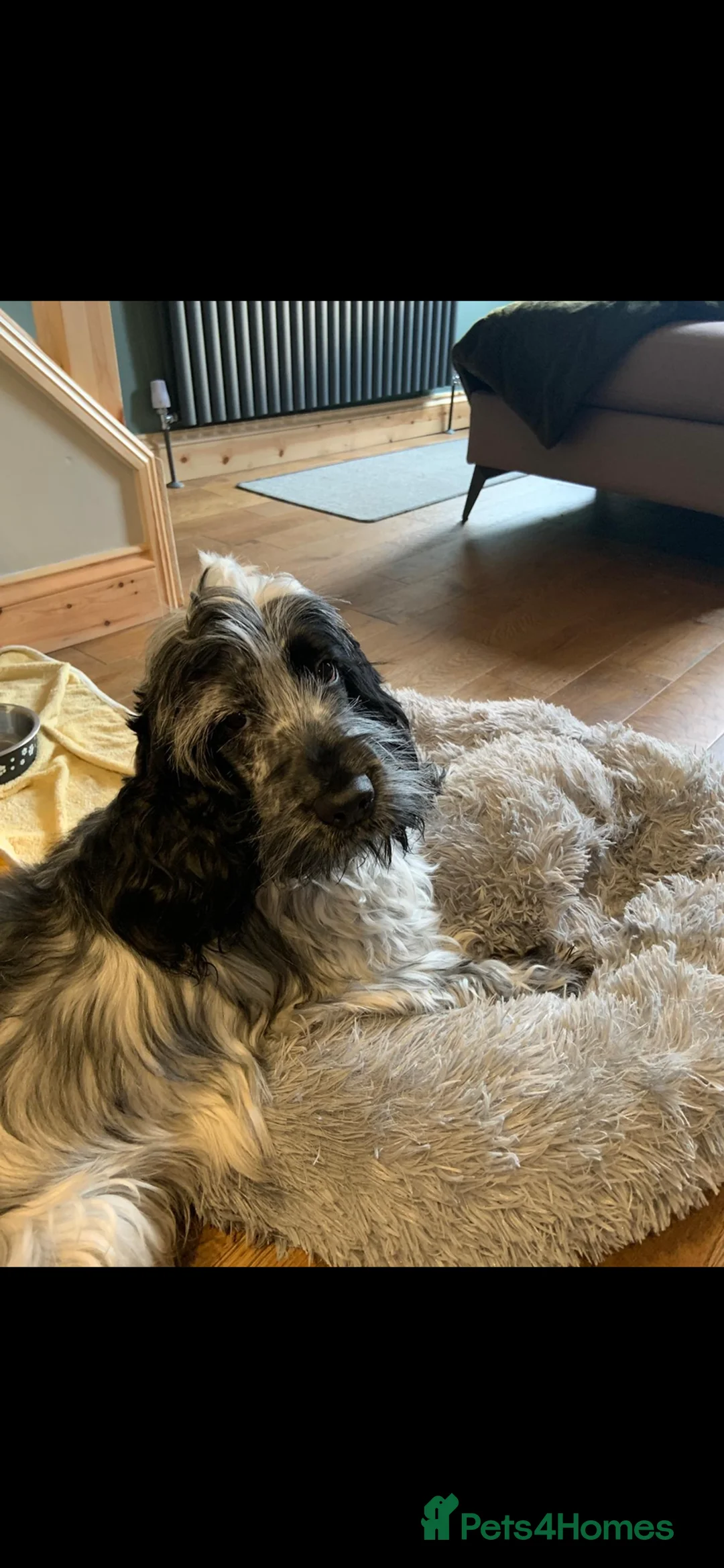 Cocker Spaniel dogs for stud:  KC Blue Roan Cocker spaniel Stud - Advert 3