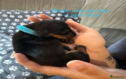 Miniature Dachshund dogs for sale: 7 beautiful miniature dachshund puppies for sale - Image 15