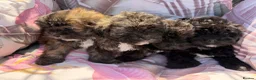 Shihpoo dogs for sale:  Shih Tzu x Toy Poodle (Shih Poo)  in Bishop Auckland - Advert 8