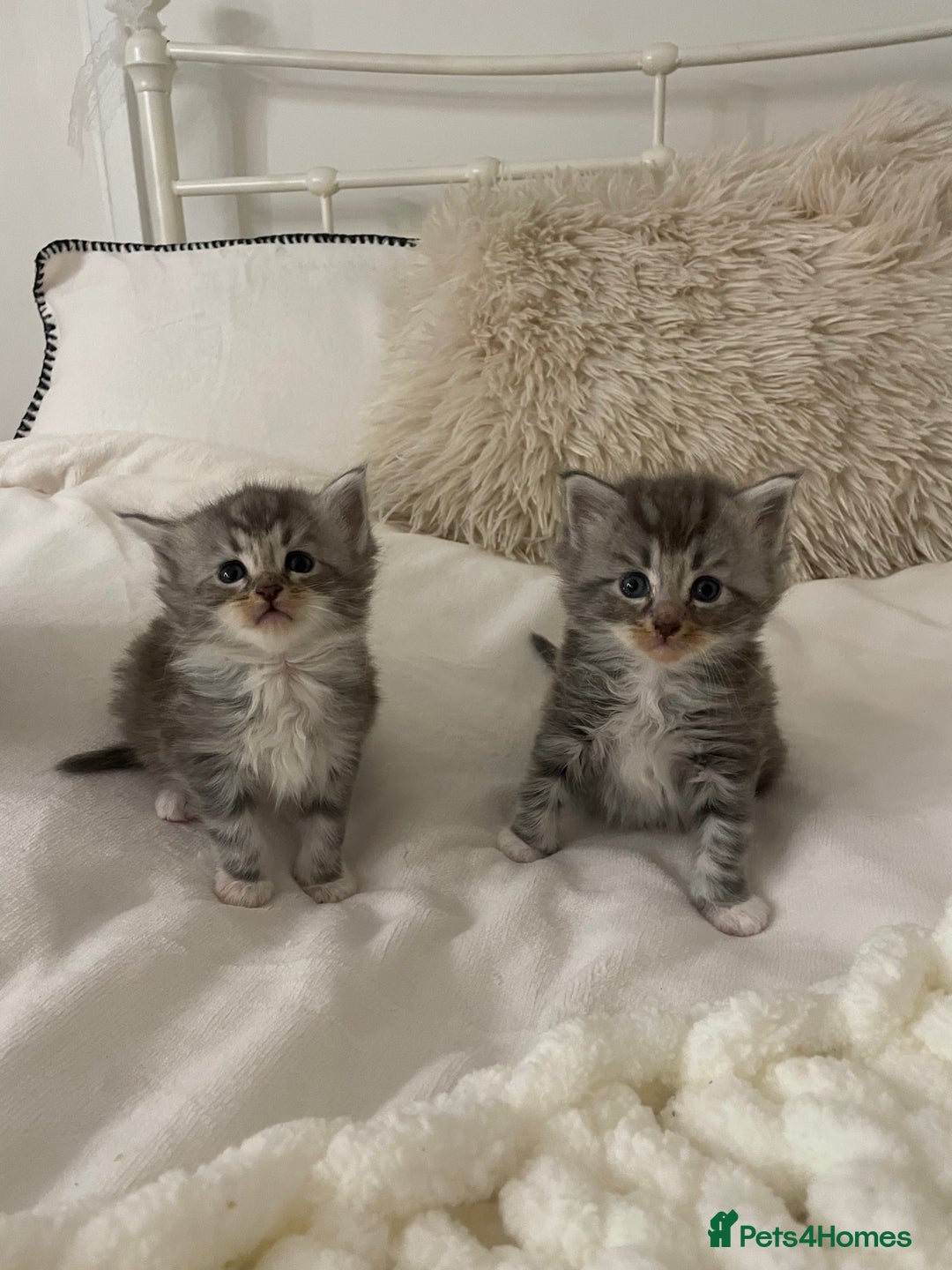 Maine Coon cats for sale: ✨Beautiful Mainecoon/Ragdoll mix kittens✨ - Advert 12