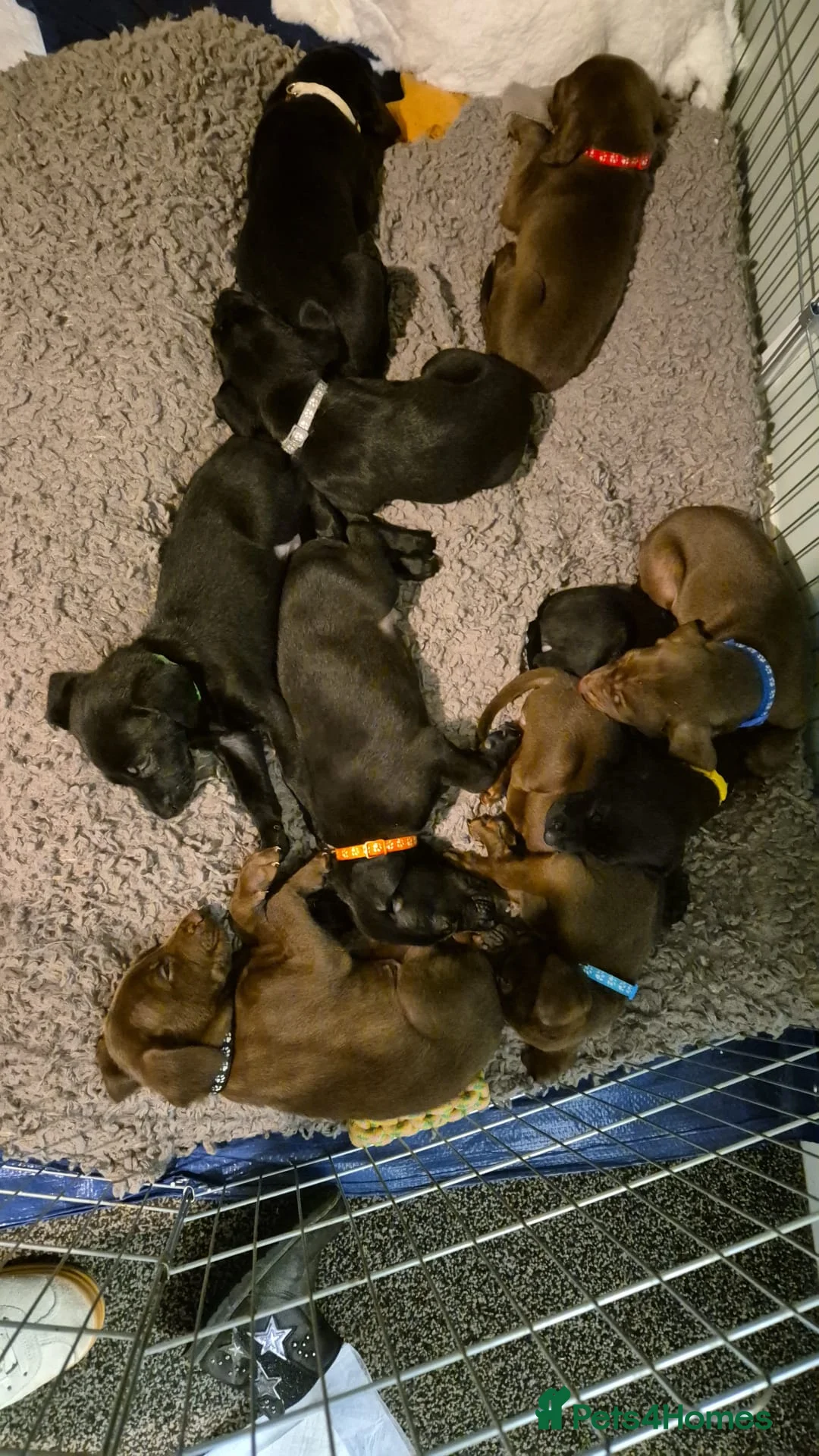 Mixed Breed dogs for sale: Belgian shepherd x weimaraner - Advert 1