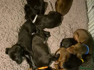 Mixed Breed dogs Belgian shepherd x weimaraner - Advert 4