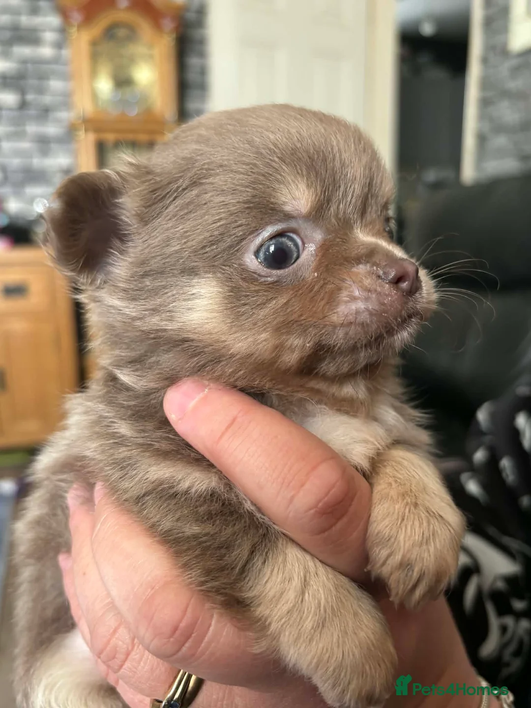 Chihuahua dogs for sale: Beautiful Male Chihuahua Puppys in Blackpool - Advert 2