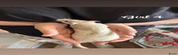 Rat rodents for sale: Baby rats  in Trowbridge - Advert 25