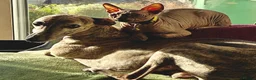 Sphynx cats for sale: Majestic Kitten Sphynx  - Advert 4