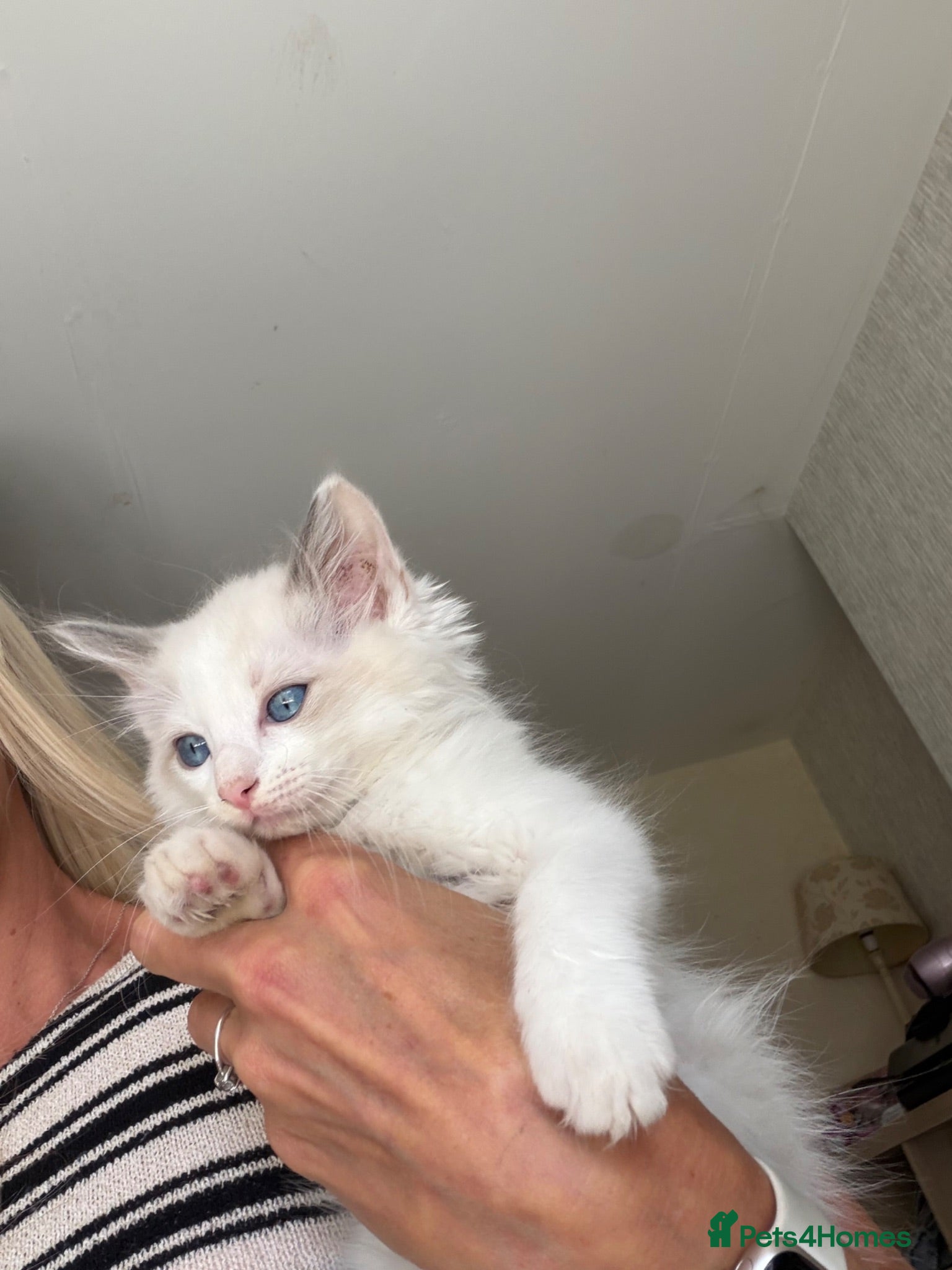 Ragdoll cats 3 x Bi colour Ragdolls. Ready now - Advert 1