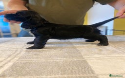 Cocker Spaniel dogs for sale: KC Reg Cocker Spaniels ready next week! Choc/black - Image 9