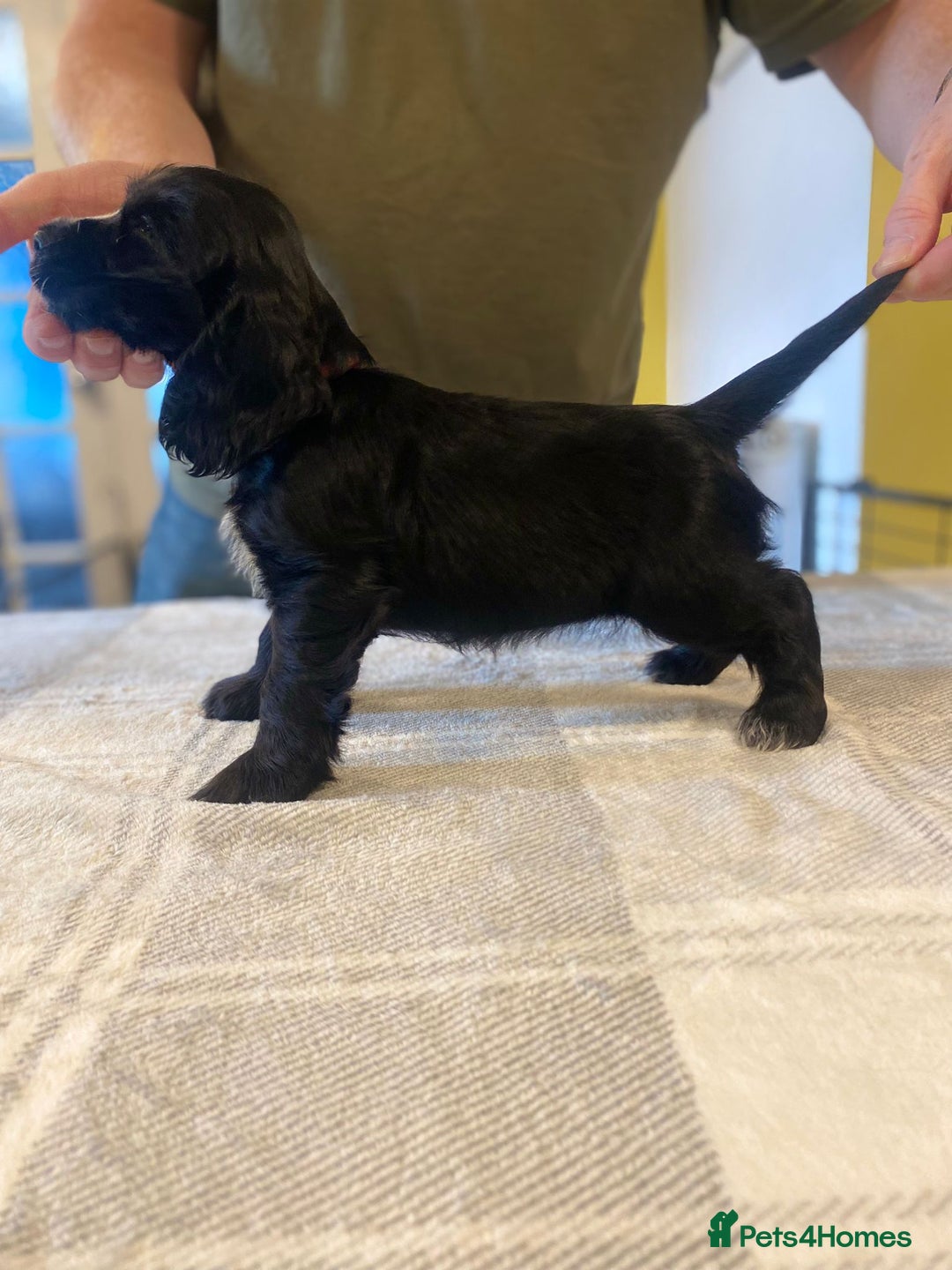 Cocker Spaniel dogs for sale: KC Reg Cocker Spaniels ready next week! Choc/black - Image 9