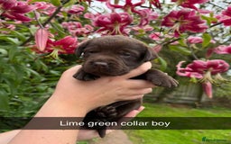 Labrador Retriever dogs for sale: Labrador Retriever Puppies - Image 7