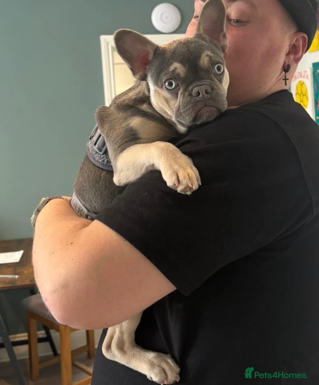 French Bulldog dogs for sale: Beautiful 10mnth old frenchie pup - Advert 2