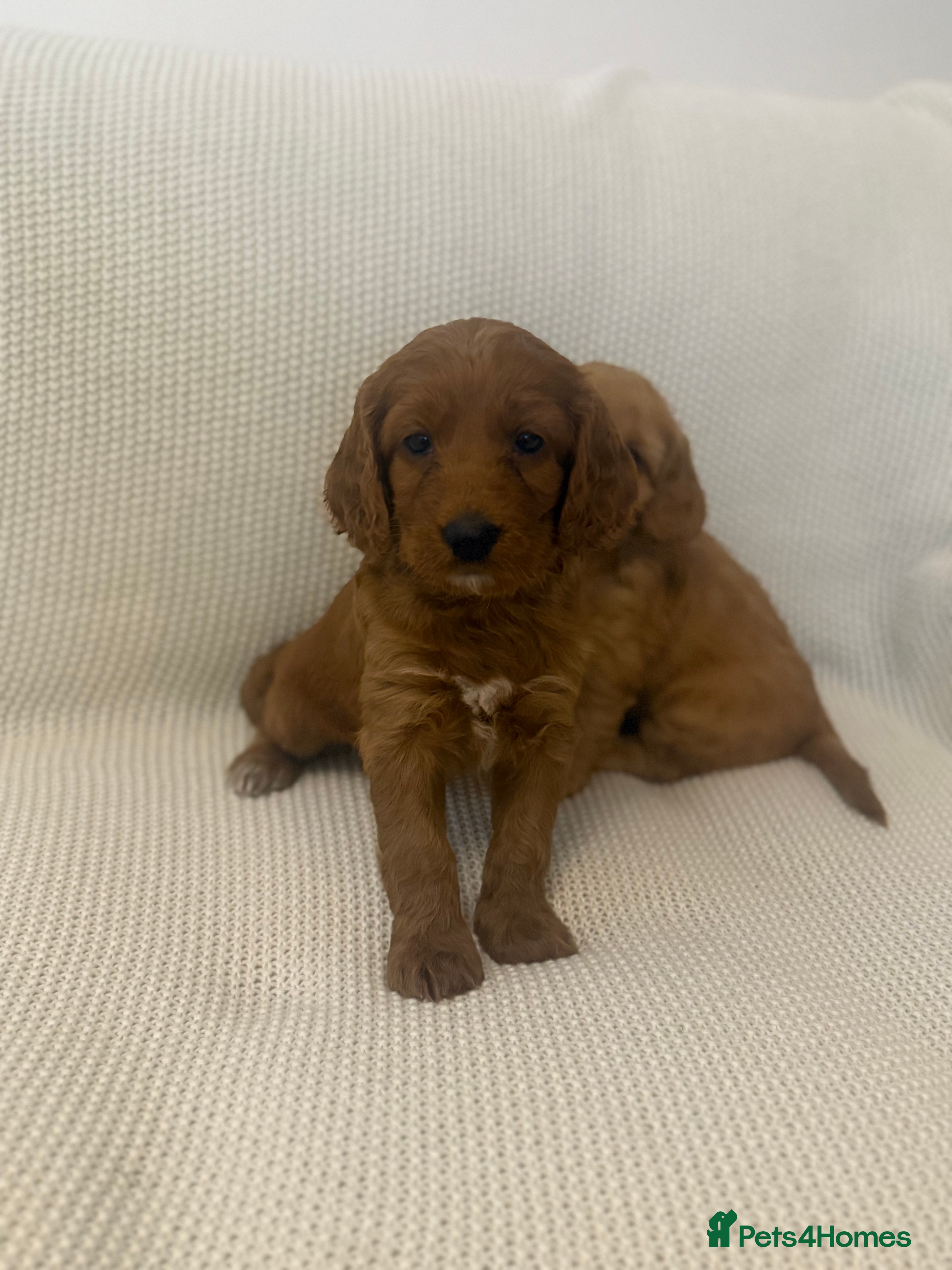 Cockapoo dogs Fully health checked Golden Cockapoo girl 🐶 - Advert 16