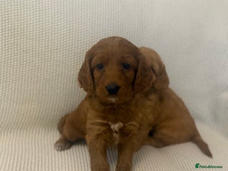 Cockapoo dogs Fully health checked Golden Cockapoo girl 🐶 - Advert 2