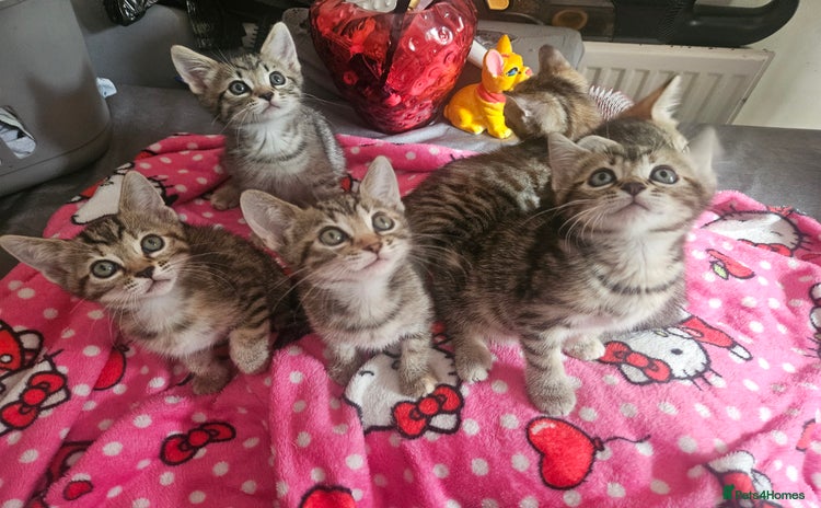 Mixed Breed cats - Advert 11