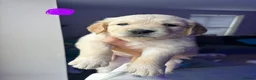 Golden Retriever dogs for sale: Golden Retriever puppies - Advert 13