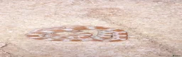 Corn Snake reptiles for sale: Baby cornsnake with vivarium and everything in it  in Hartlepool - Advert 6