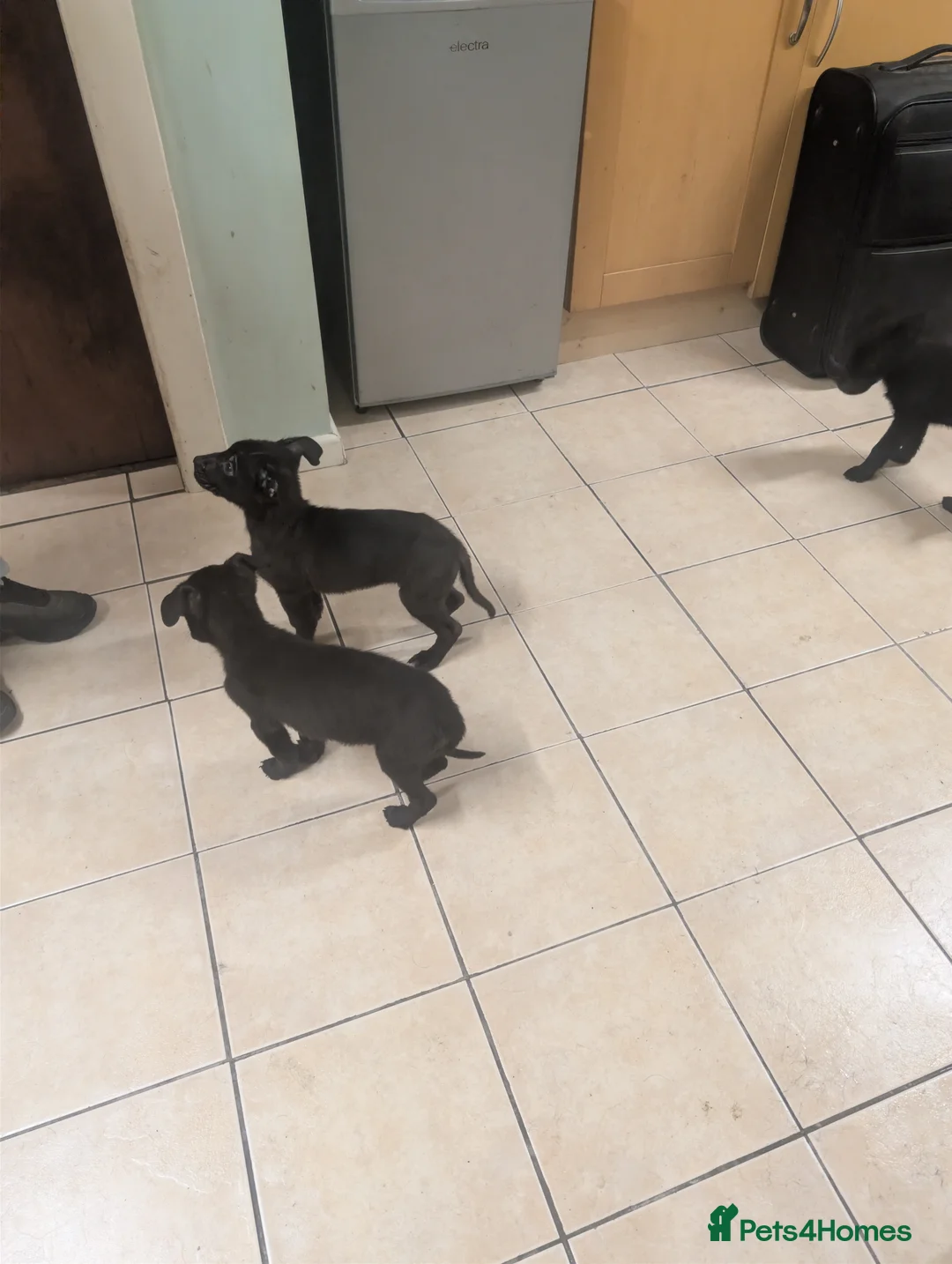 Mixed Breed dogs for sale: Cane corso x German shepherd pups  - Advert 13