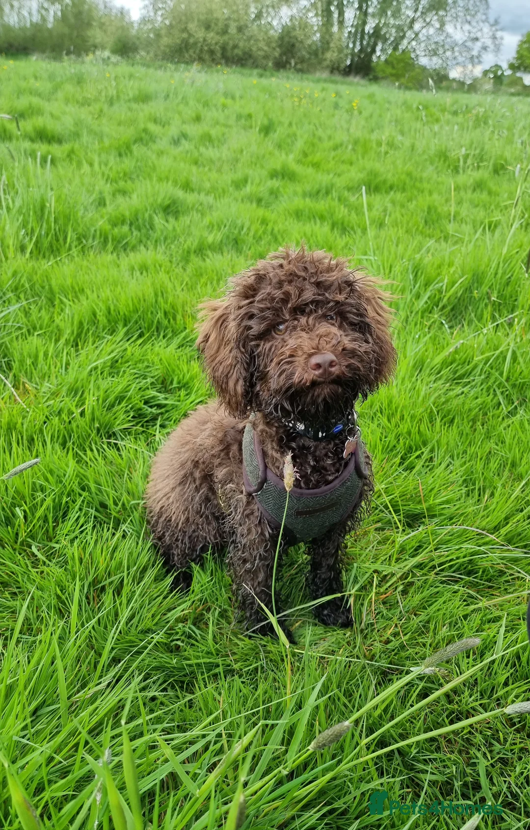 Cockapoo dogs for sale: Waiting list- F1BB cockapoo puppies  - Advert 2