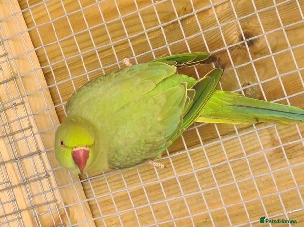 Ringnecks birds - Advert 15