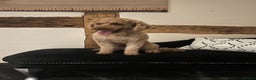 Miniature Poodle dogs for stud: Kc reg apricot  dna fully tested min poodle stud in Market Drayton - Advert 16