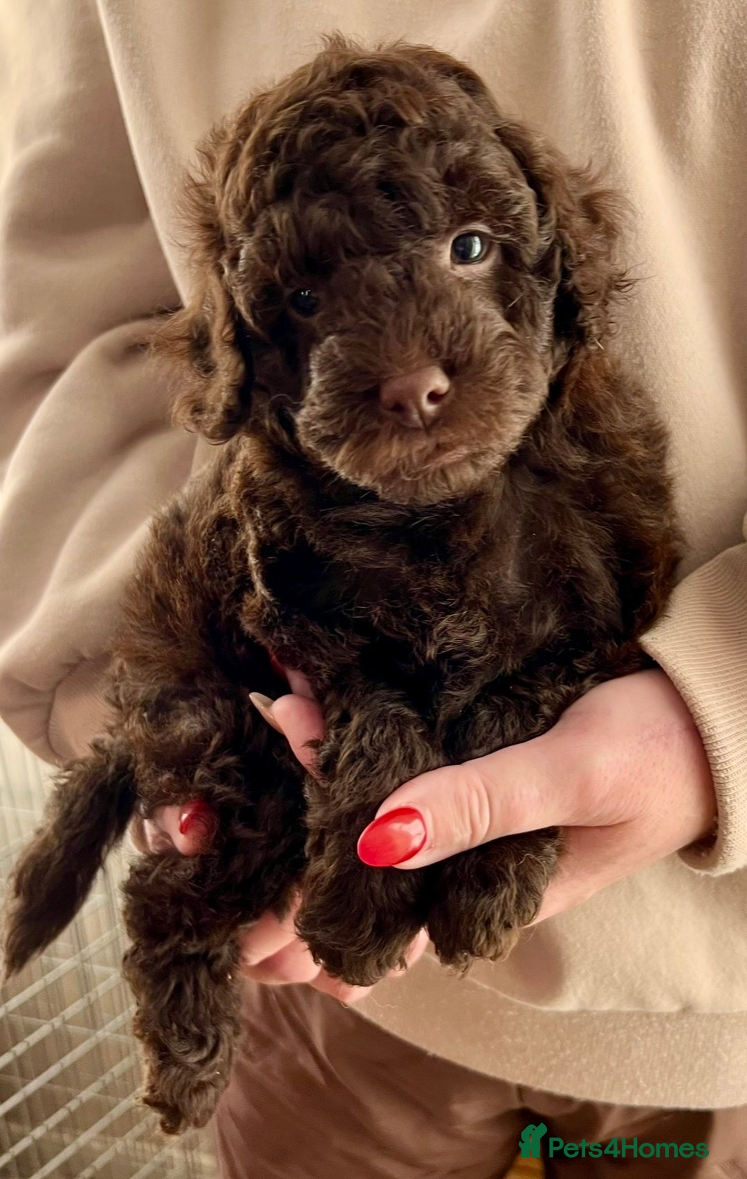 Labradoodle dogs for sale: F1b Labradoodles, Miniature Health tested parents - Advert 33