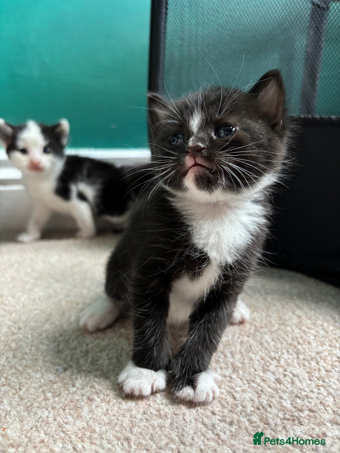British Longhair cats for sale: Three adorable kittens  - Image 34
