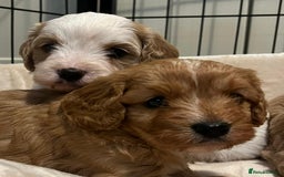 Cavapoo dogs for sale: 🐶🐩ADORABLE MINIATURE CAVAPOOS🐩🐶 - Image 21