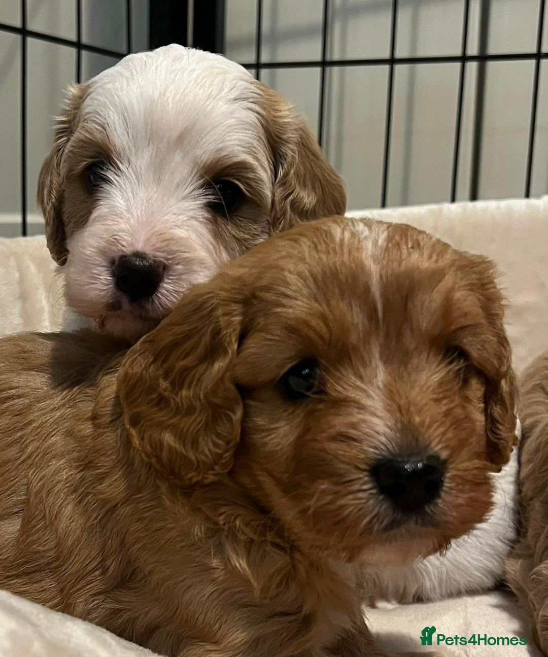 Cavapoo dogs for sale: 🐶🐩ADORABLE MINIATURE CAVAPOOS🐩🐶 - Image 21