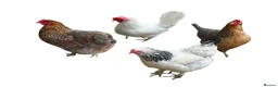 Mixed Breed livestock for sale: Chicks hens and roosters for sale  - Advert 9