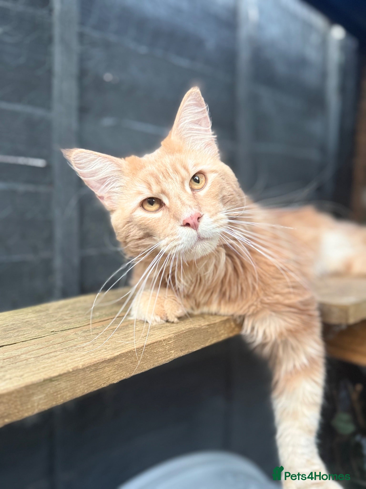 Maine Coon cats GCCF/TICA Russian cream tabby for stud - Advert 14